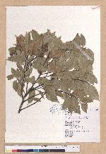 Castanopsis cuspidata (Thumb. ex Murray) Schottky var. carlesii (Hemsl.) Yamazaki 長尾尖葉櫧