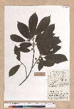 Litsea elongata (Wall. ex Nees) Benth. et Hook. f. 黃丹木薑子