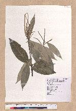 Lithocarpus lepidocarpus (Hayata) Hayata 鬼石櫟