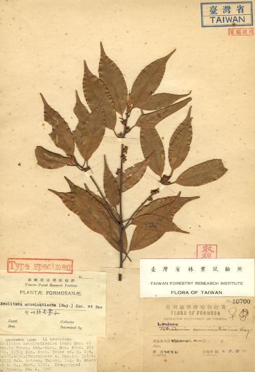 Tetradenia acuminatissima Hayata 高山新木薑子