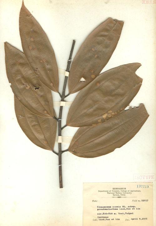 Cinnamomum cassia Blume subsp. pseudomelastoma Liao  Kuo & Lin 牡丹葉桂皮