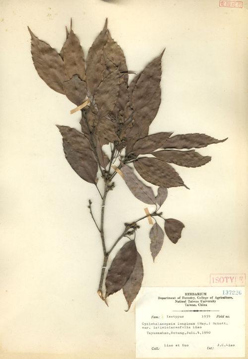 Cyclobalanopsis longinux (Hayata) Schott. var. lativiolaciifolia Liao 紫背錐果櫟