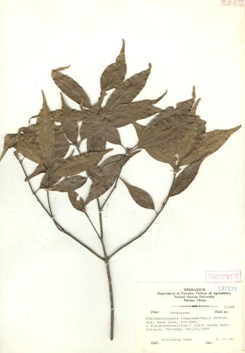 Cyclobalanopsis longinux (Hayata) Schott. var. kuoi Liao 郭氏錐果椆