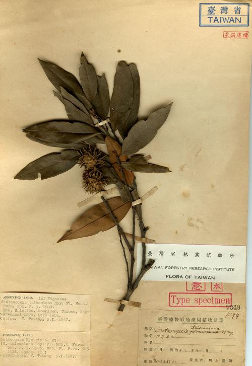 Castanopsis taiwaniana Hayata