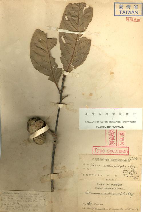 Quercus castanopsisifolia Hayata