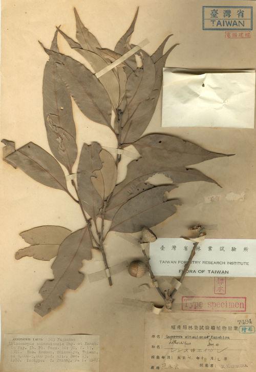 Lithocarpus shinsuiensis Hayata & Kanehira 浸水營石櫟
