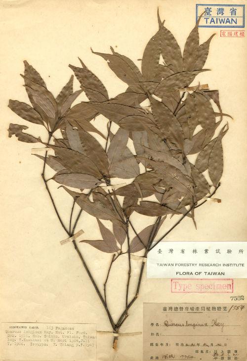 Quercus longinux Hayata 錐果櫟