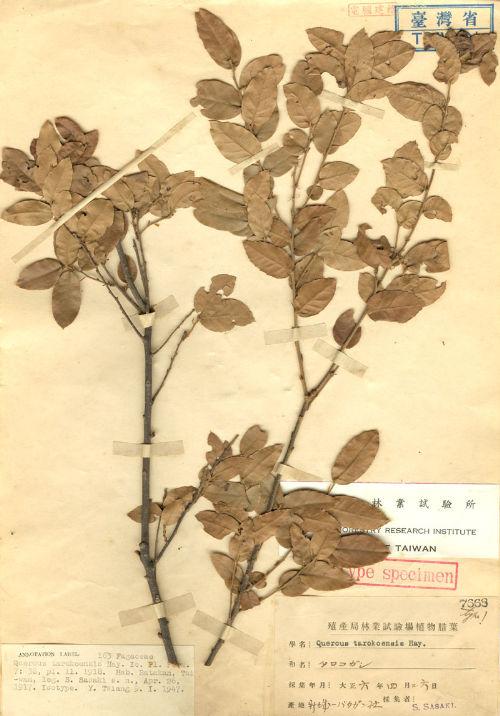 Quercus tarokoensis Hayata 太魯閣櫟