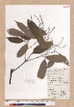 Castanopsis sclerophylla (Lindl.) Schottky 苦櫧栲