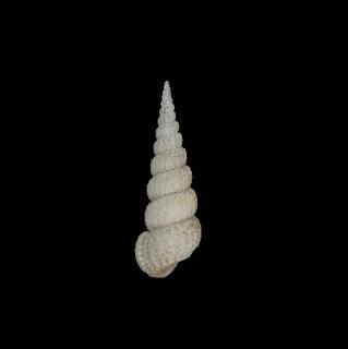 粗紋海螄螺( <i>Amaea percancellata</i> )