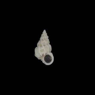 翼海螄螺( <i>Viciniscala alatum</i> )