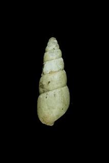 摩里西司錐蝸牛( <i>Allopeas mauritianum obesispira</i> )
