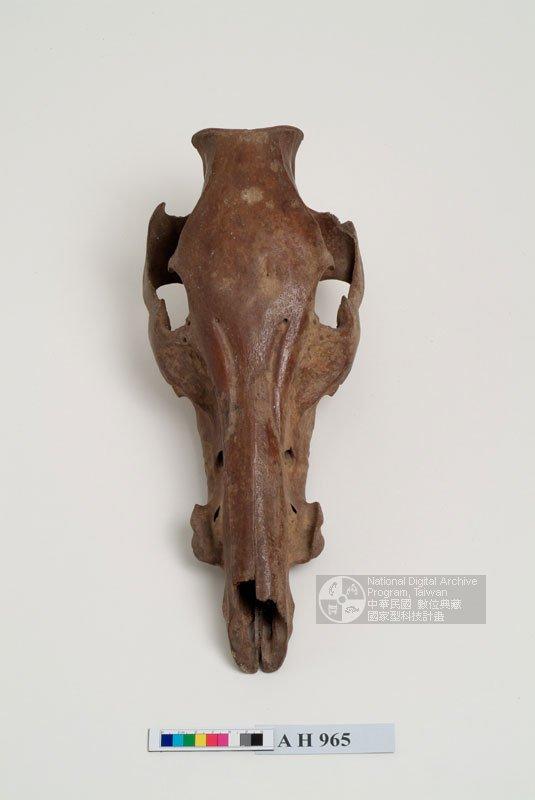 中文名稱：野豬頭骨(祀壺用)（編目號：AH965）英文名稱：Wild Boar Skull舊登錄名稱：野豬頭骨