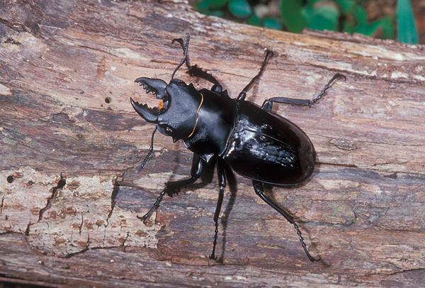 中文名稱:鬼艷鍬形蟲( ID:108 )英文名稱:Stag beetle