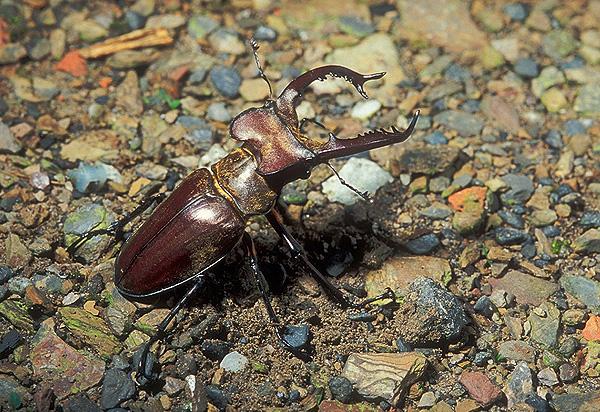 中文名稱:深山鍬形蟲( ID:6637 )英文名稱:Stag beetle
