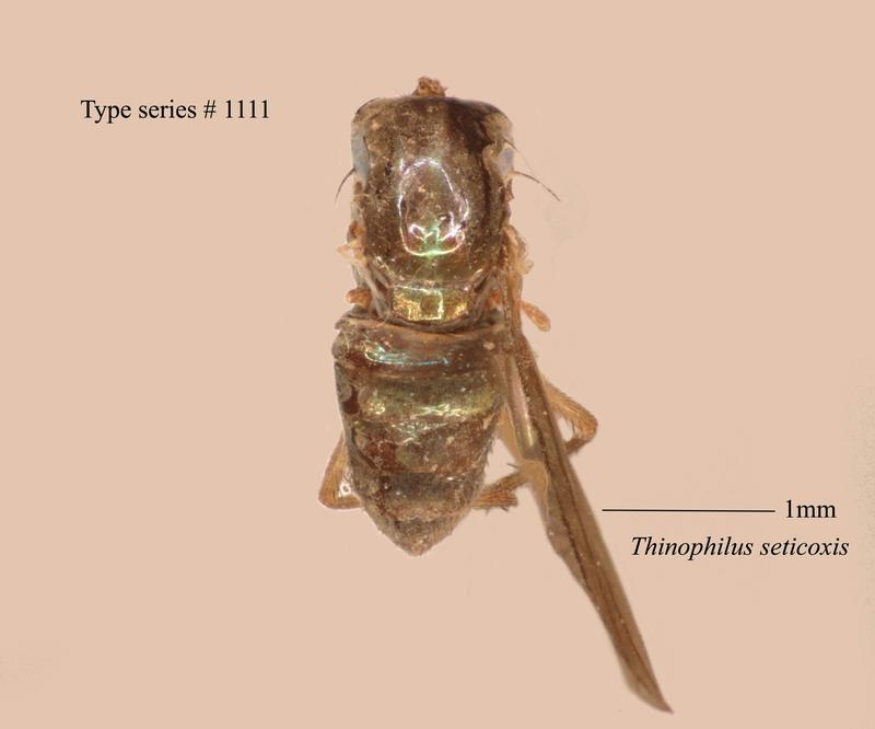 名稱:Thinophilus seticoxis