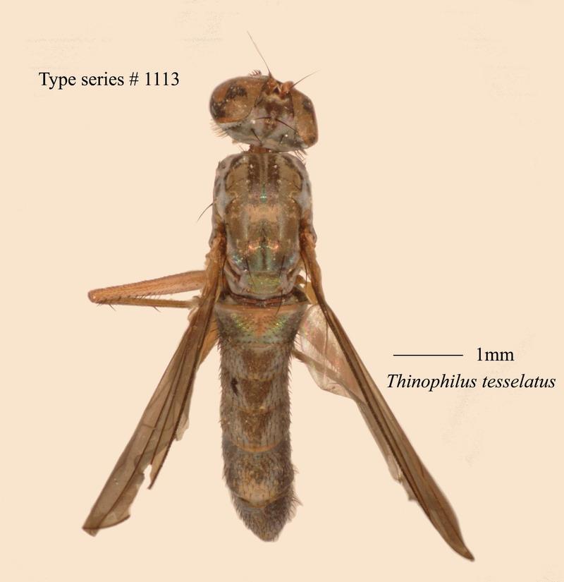 名稱:Thinophilus tesselatus