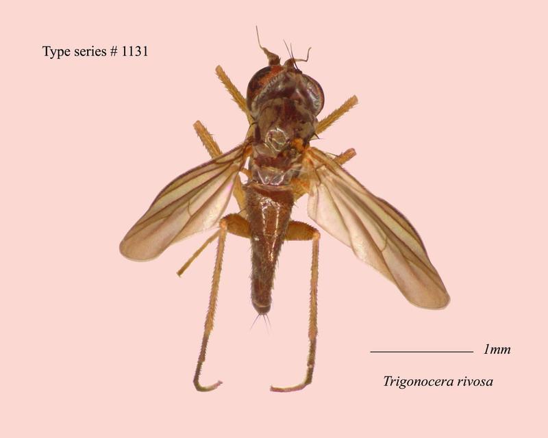 名稱:Trigonocera rivosa