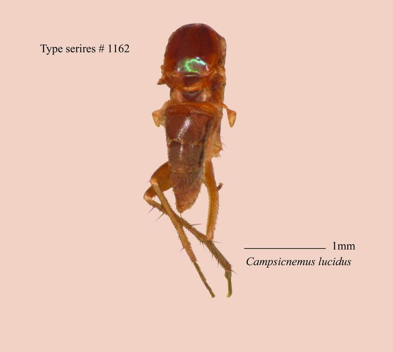 名稱:Campsicnemus lucidus