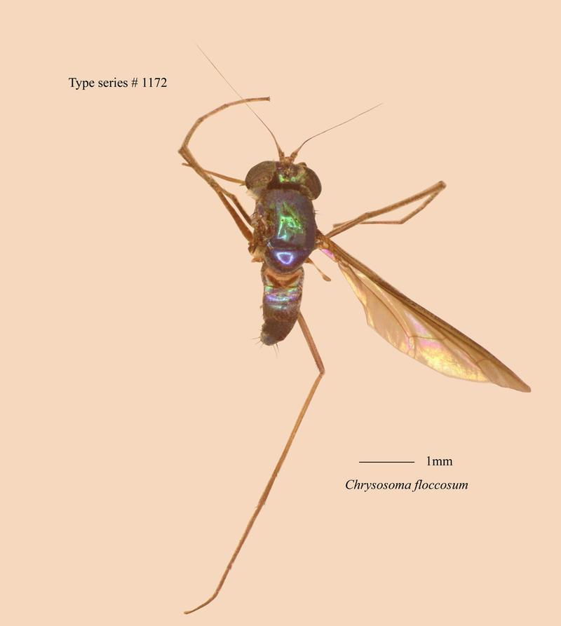 名稱:Chrysosoma floccosum