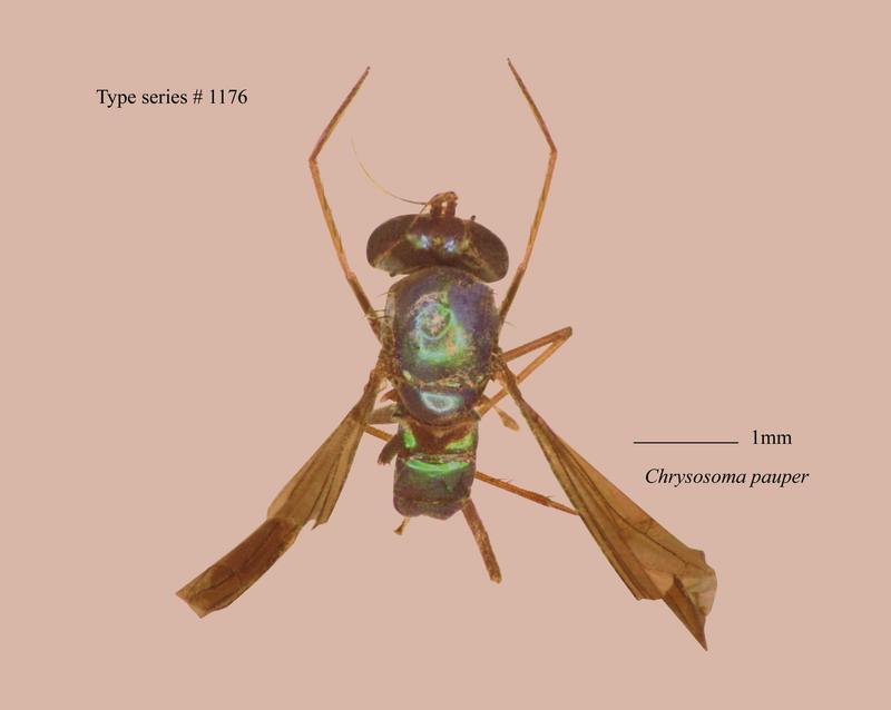 名稱:Chrysosoma pauper