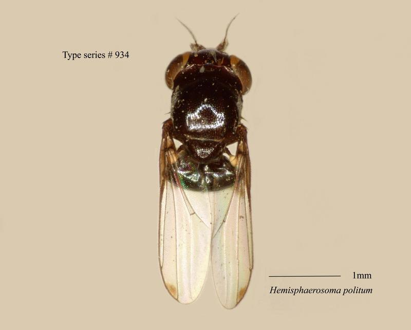 名稱:Hemisphaerosoma politum