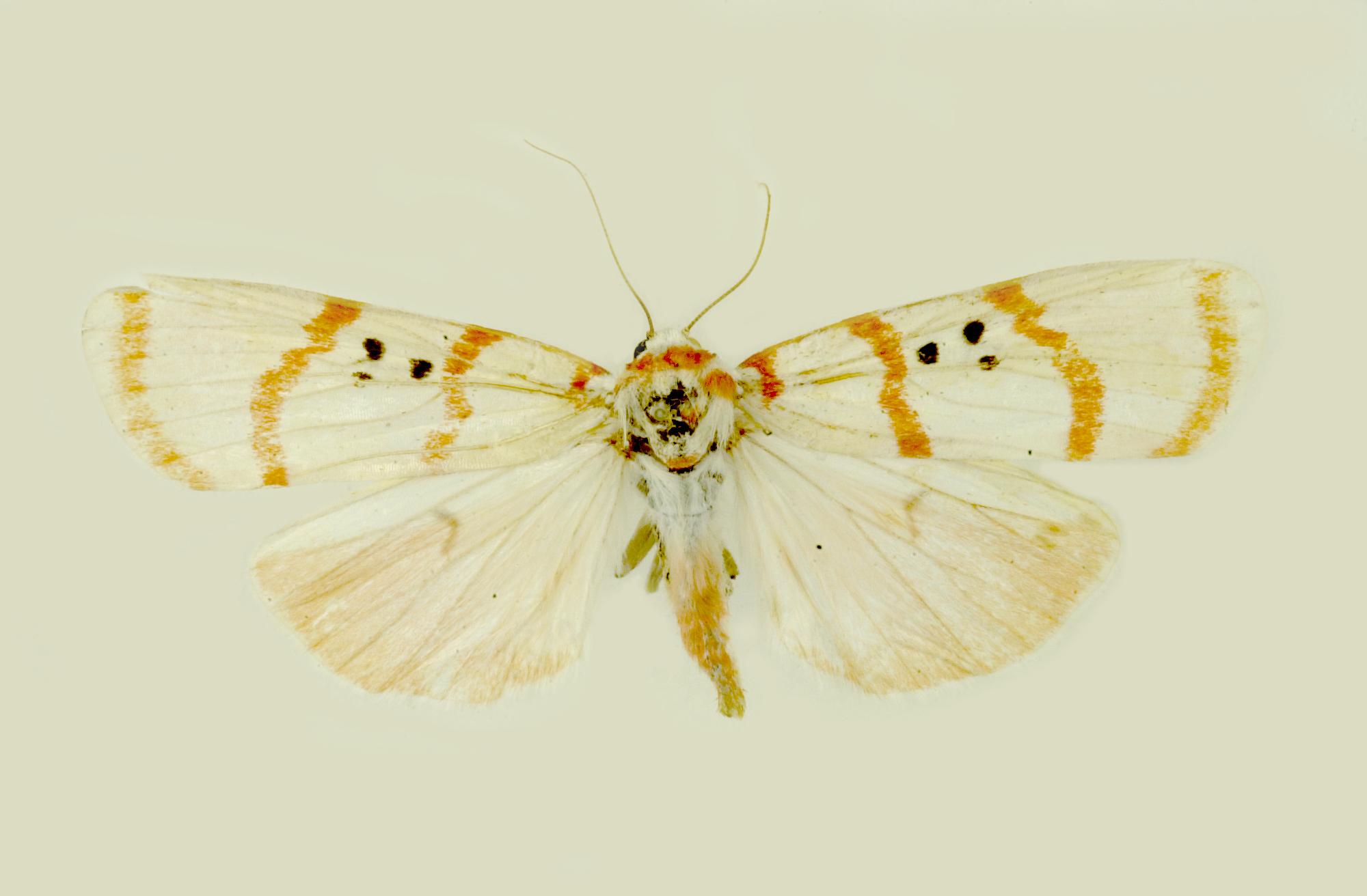 中文名稱:燈蛾英文名稱:Tiger moths;Footman moths;Wasp moths