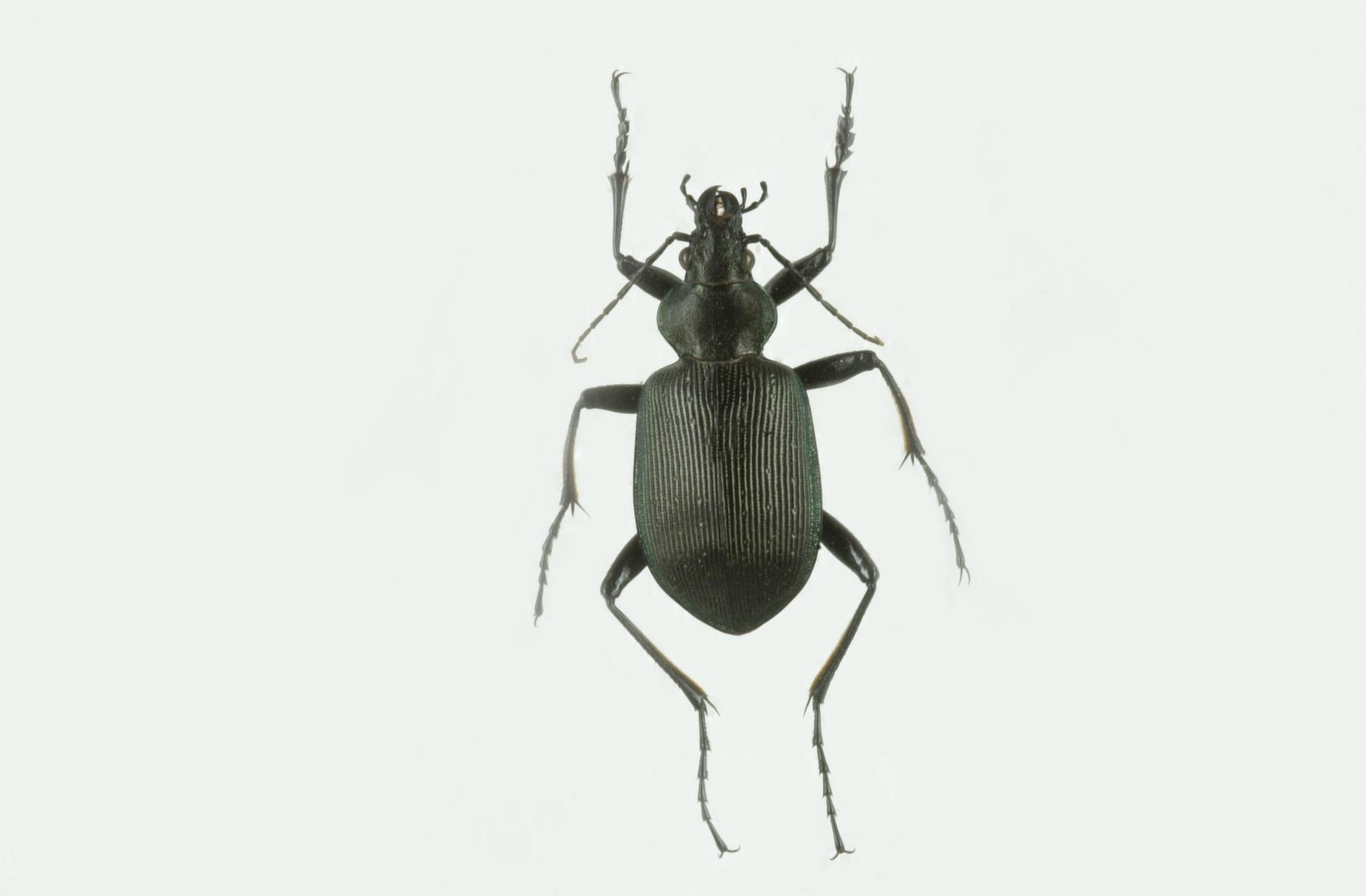 中文名稱:步行蟲英文名稱:Ground beetles