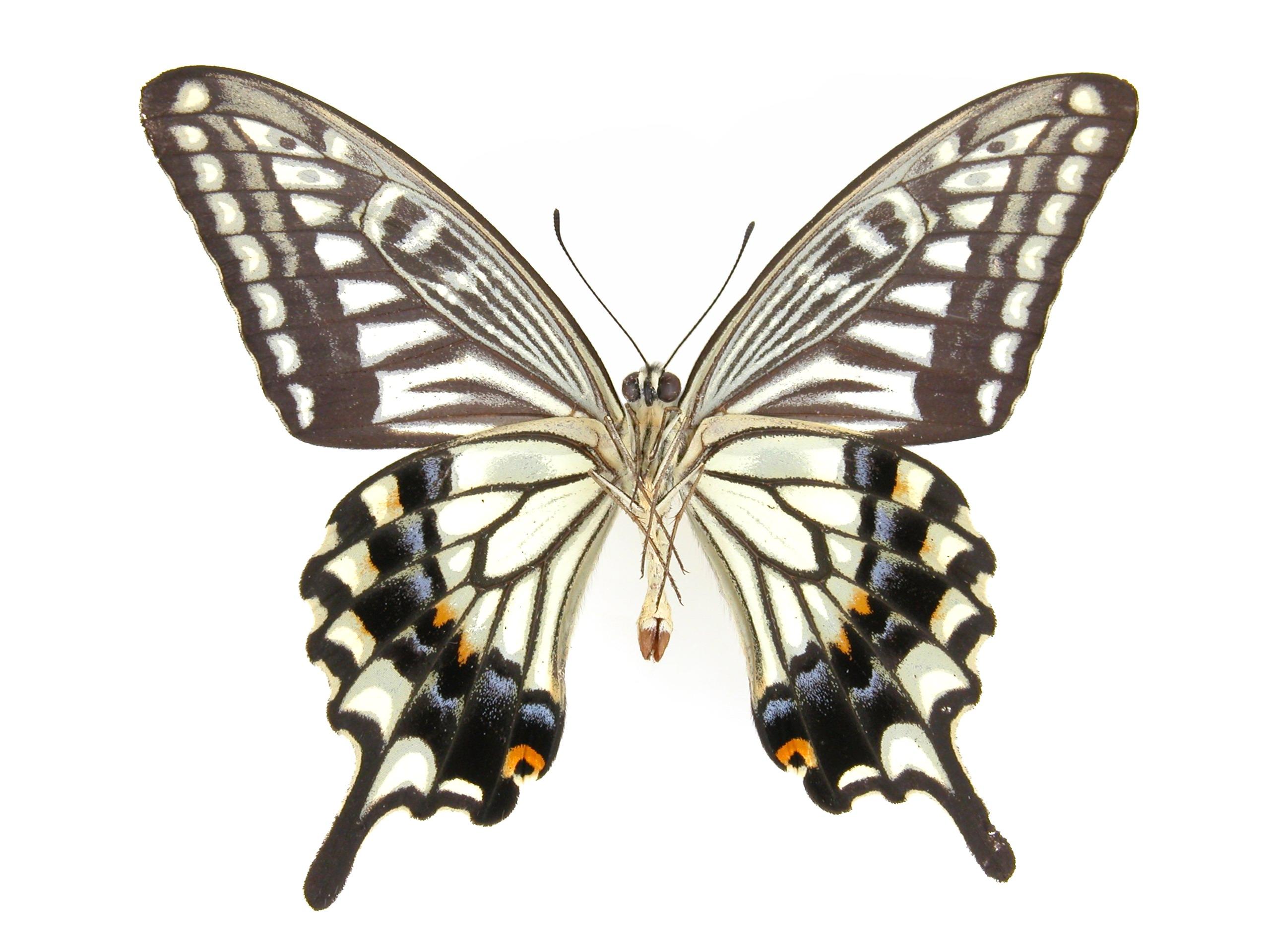 中文名稱:鳳蝶英文名稱:Swallowtails ; Parnasians
