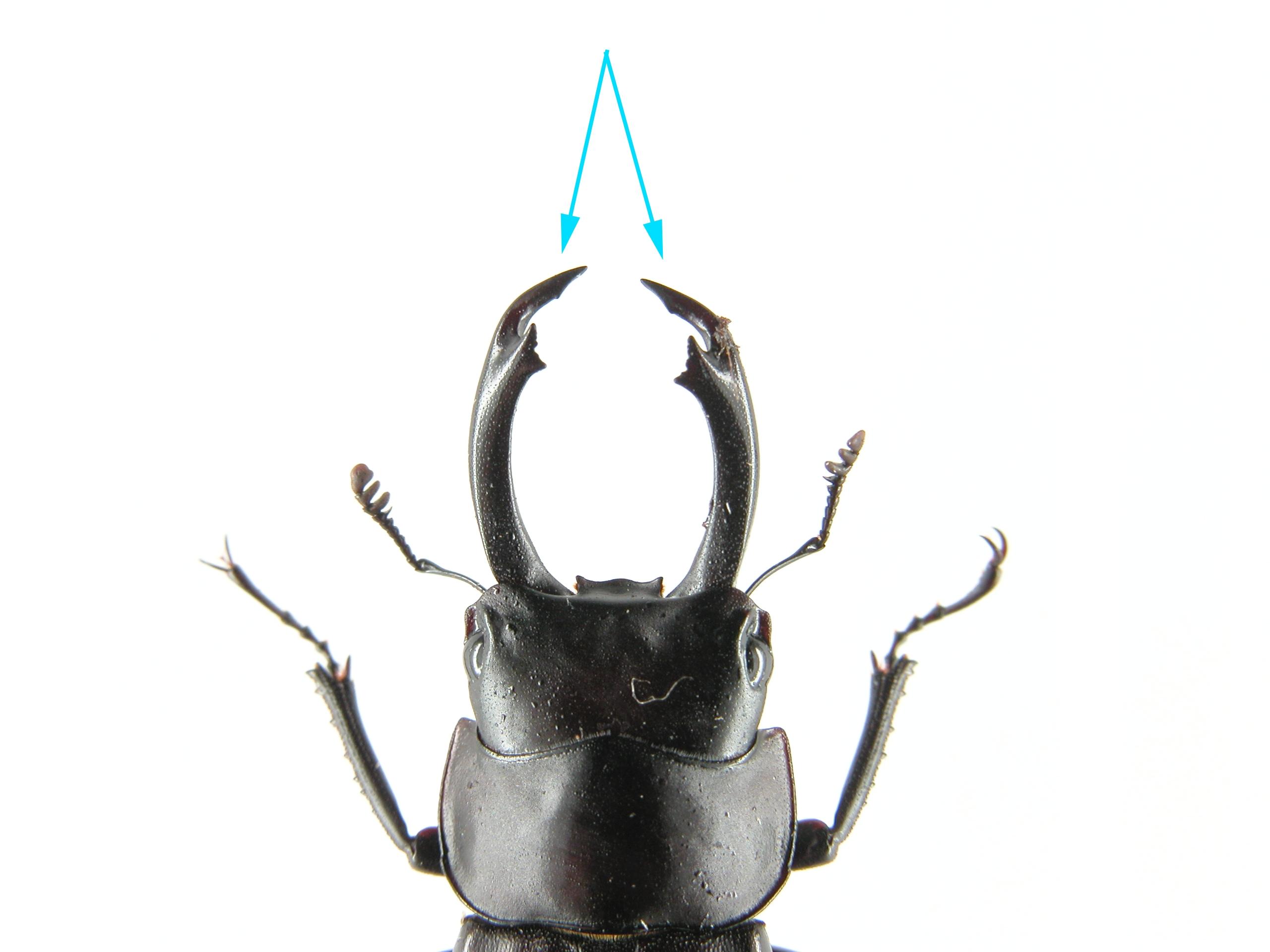 中文名稱:鍬形蟲英文名稱:Stag beetles