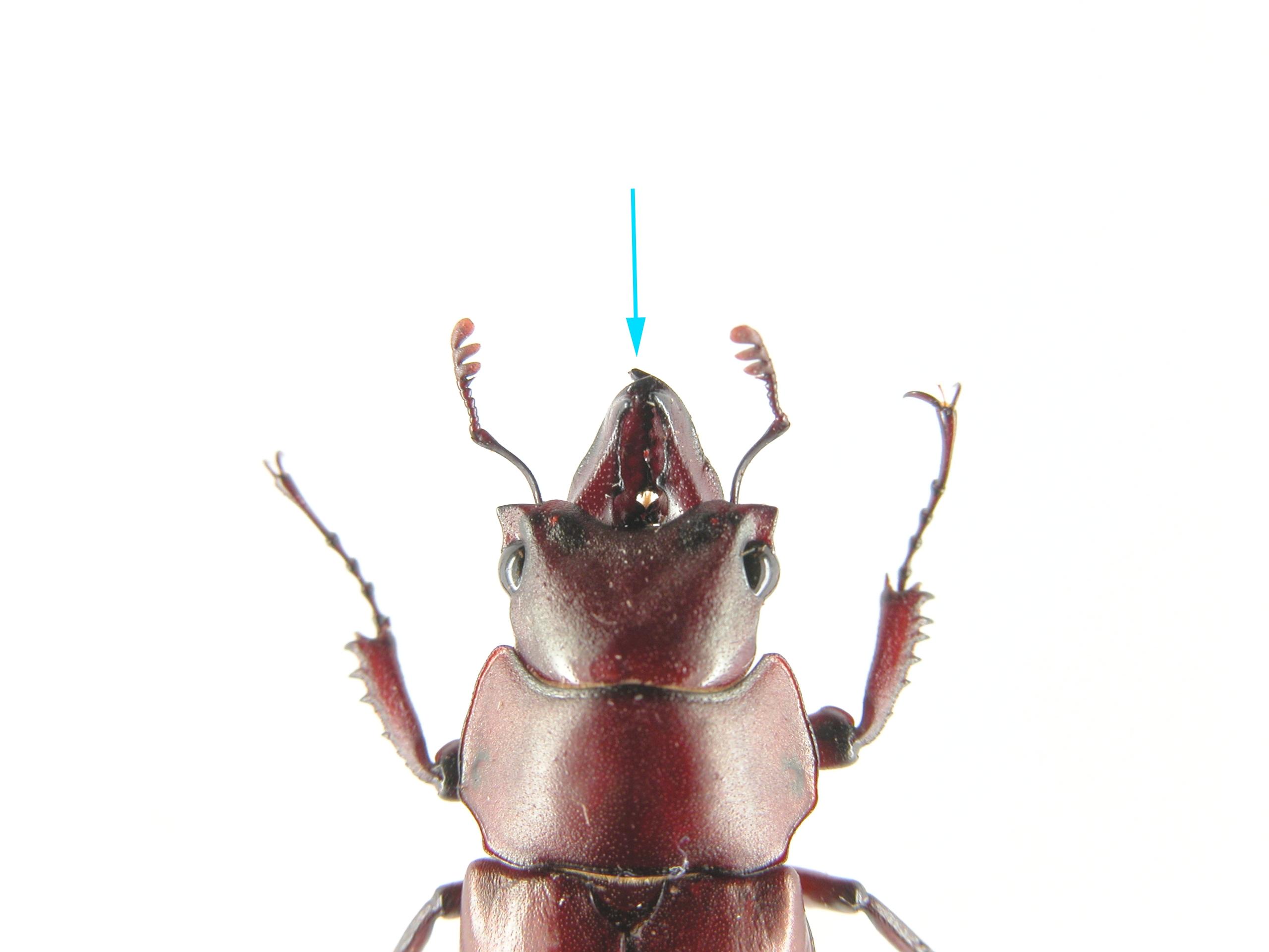 中文名稱:鍬形蟲英文名稱:Stag beetles