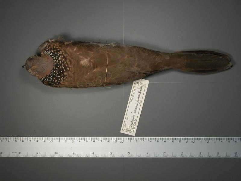 學名:Streptopelia chinensis中文名稱:斑頸鳩英文名稱:Spotted-necked Dove