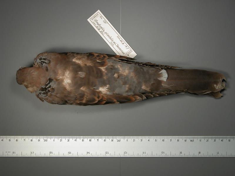 學名:Streptopelia orientalis中文名稱:金背鳩英文名稱:Oriental Turtle Dove