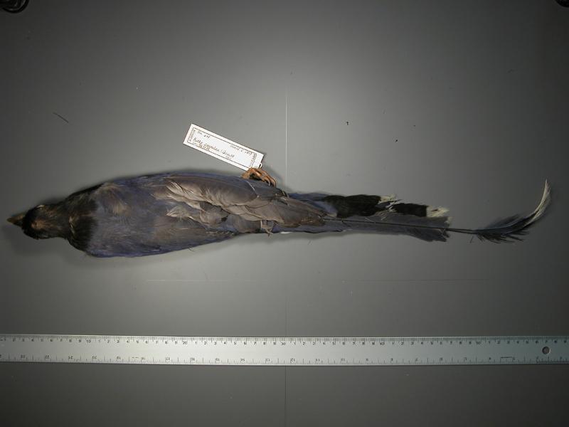 學名:Urocissa caerulea中文名稱:台灣藍鵲英文名稱:Formosan Blue Magpie