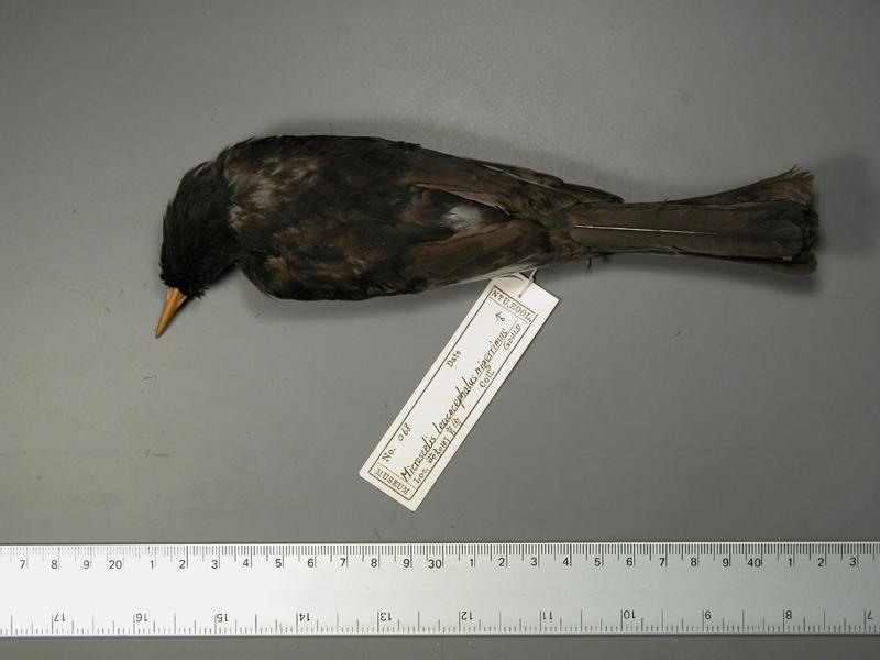 學名:Hypsipetes leucocephalus中文名稱:紅嘴黑鵯英文名稱:Black bulbul