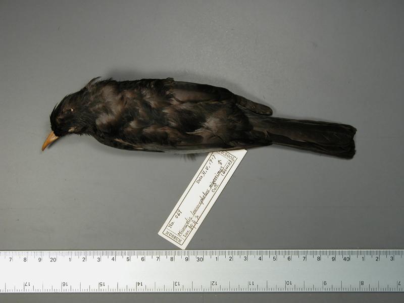 學名:Hypsipetes leucocephalus中文名稱:紅嘴黑鵯英文名稱:Black bulbul