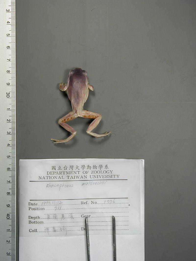 學名:Rhacophorus moltrechti中文名稱:莫氏樹蛙
