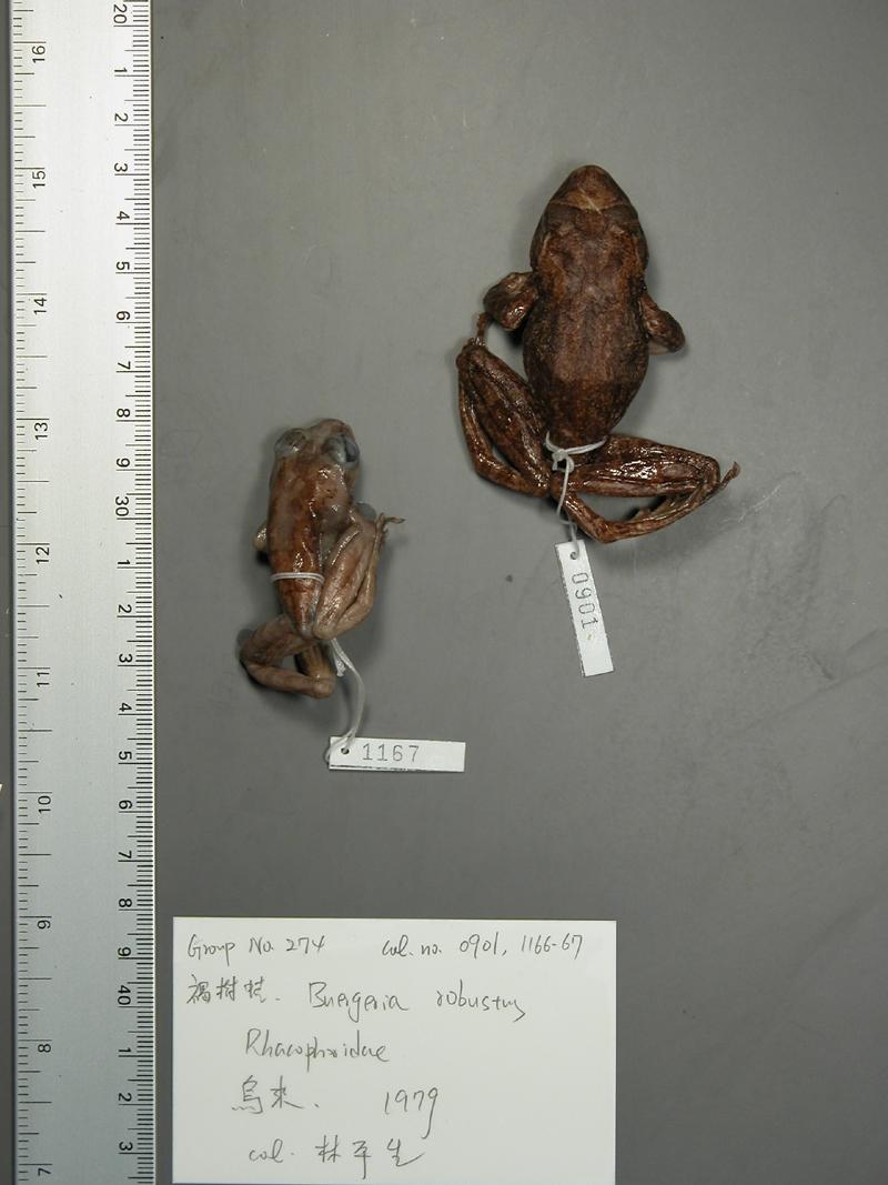 學名:Buergeria robustus中文名稱:褐樹蛙