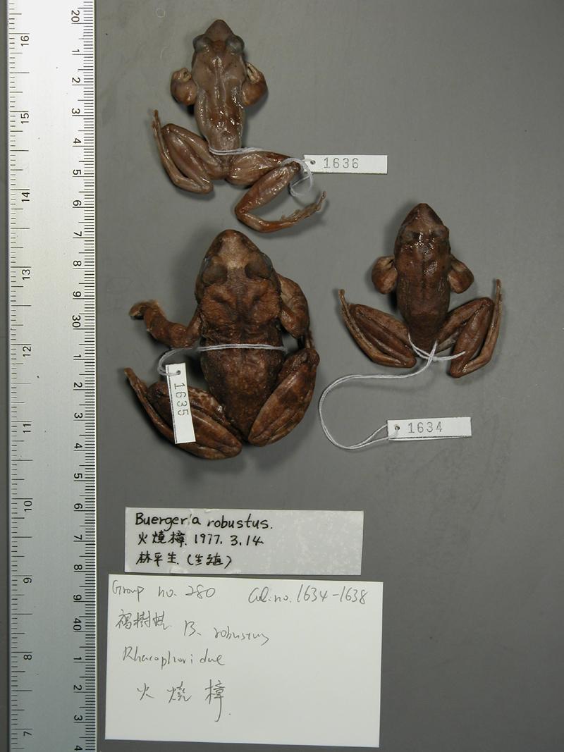 學名:Buergeria robustus中文名稱:褐樹蛙