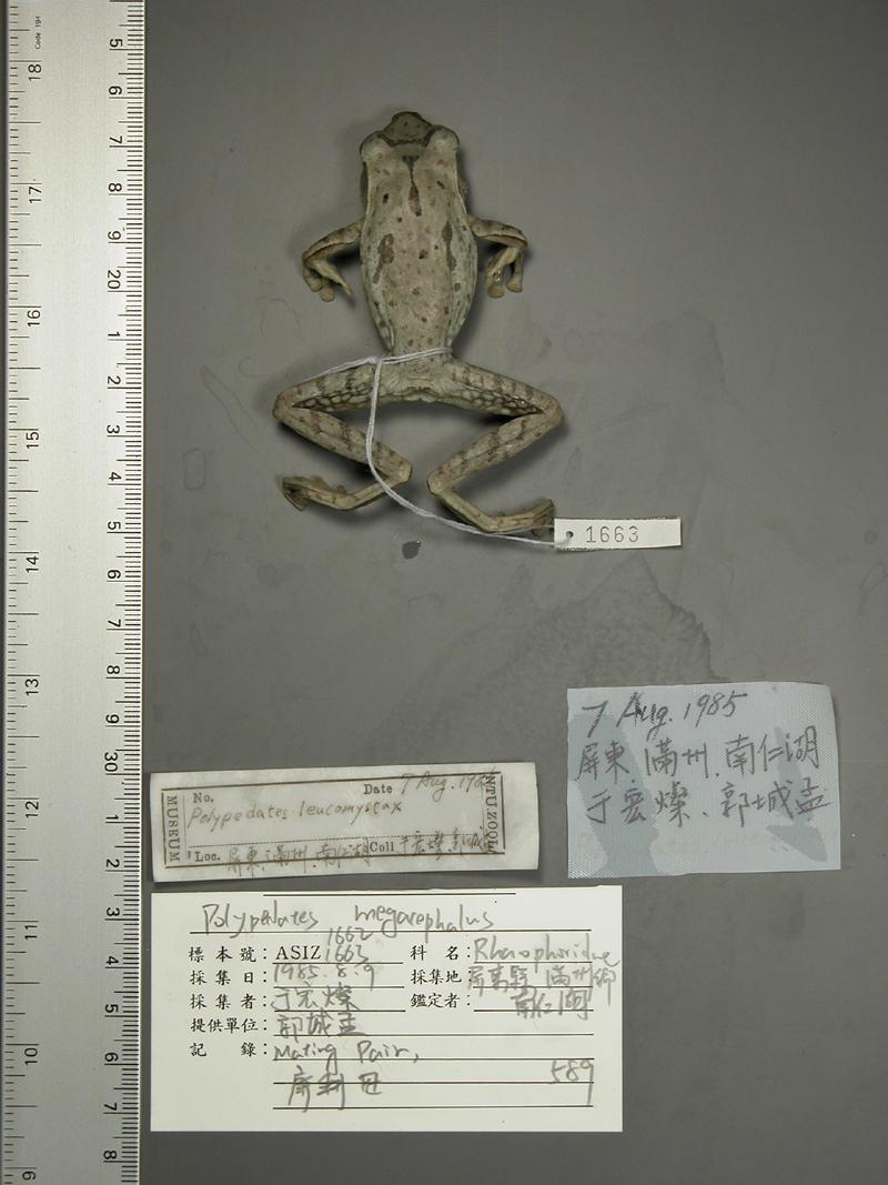 學名:Polypedates megacephalus中文名稱:白頜樹蛙