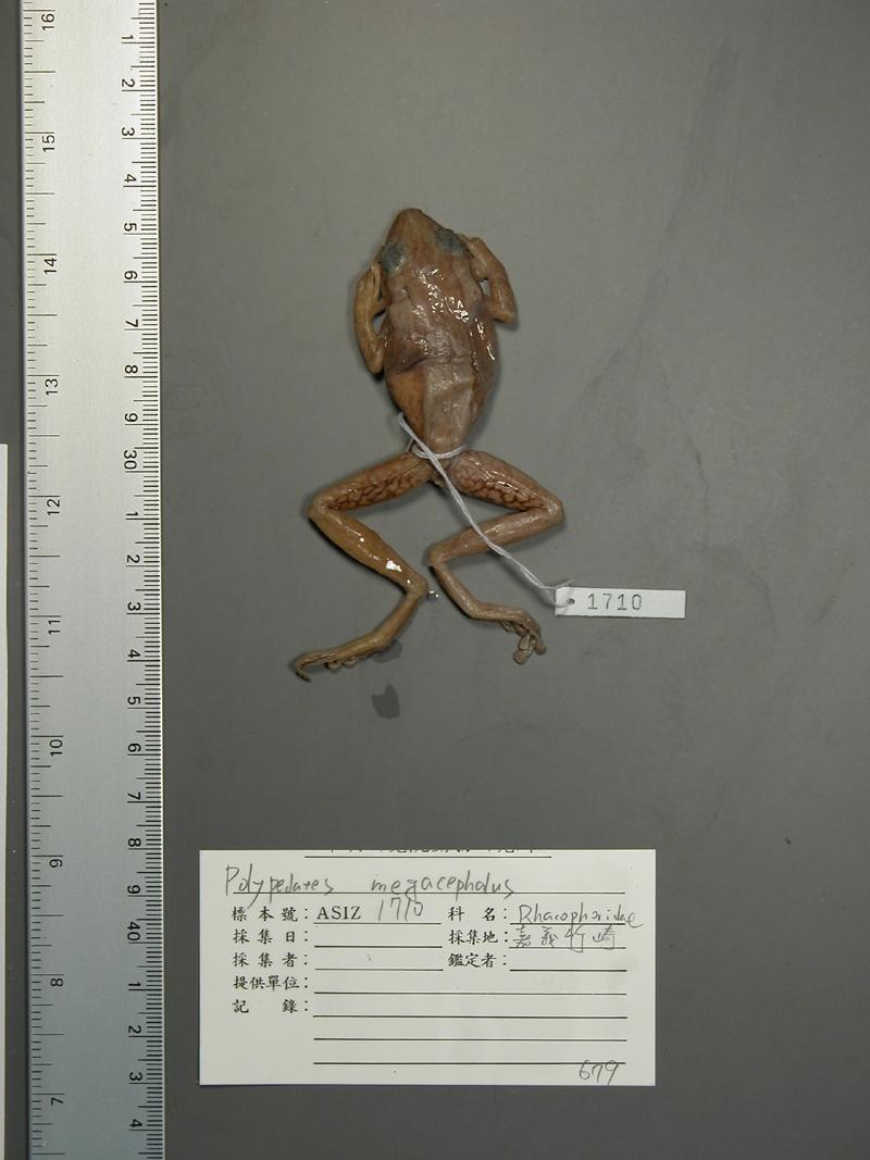學名:Polypedates megacephalus中文名稱:白頜樹蛙
