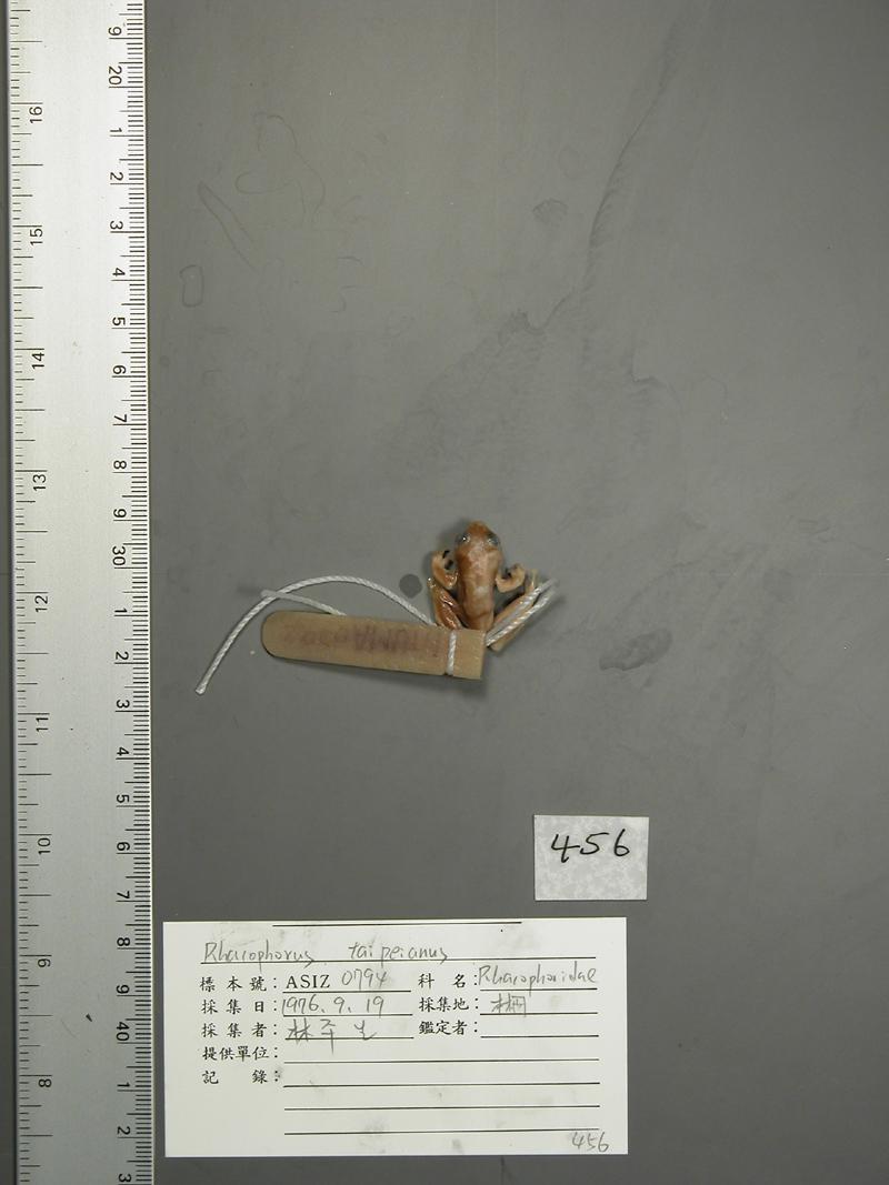 學名:Rhacophorus taipeianus中文名稱:臺北樹蛙