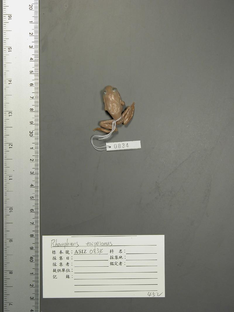 學名:Rhacophorus taipeianus中文名稱:臺北樹蛙