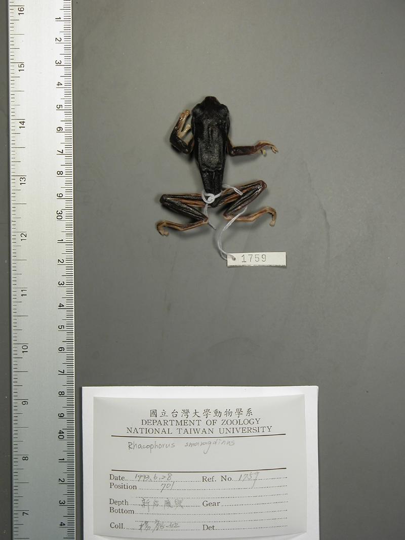 學名:Rhacophorus smaragdinus中文名稱:翡翠樹蛙