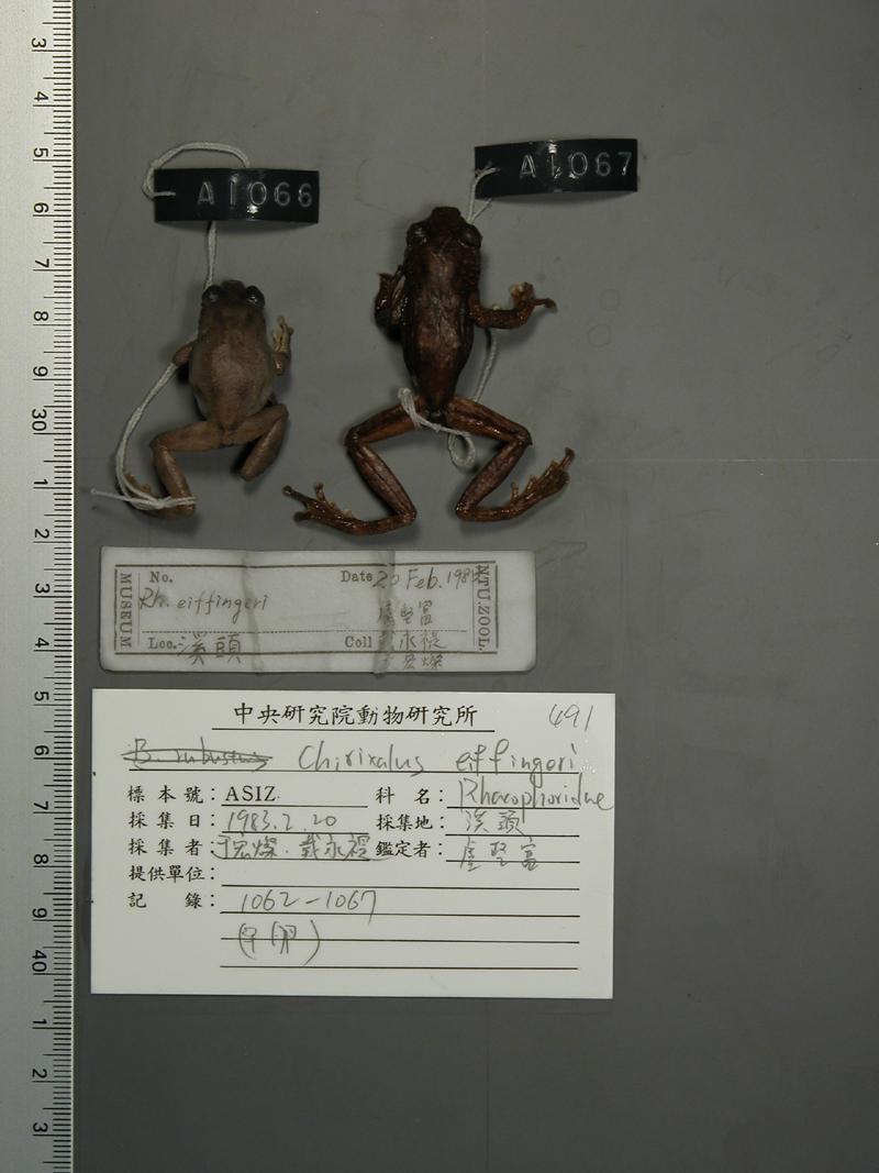 學名:Chirixalus eiffingeri中文名稱:艾氏樹蛙