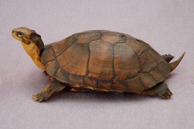 拉丁學名： em Mauremys mutica /em 中文名稱：柴棺龜英文名稱：Yellow turtle