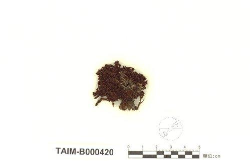 拉丁學名： em Schlotheimia japonica Besch. et Card. /em 中文名稱：東亞火蘚