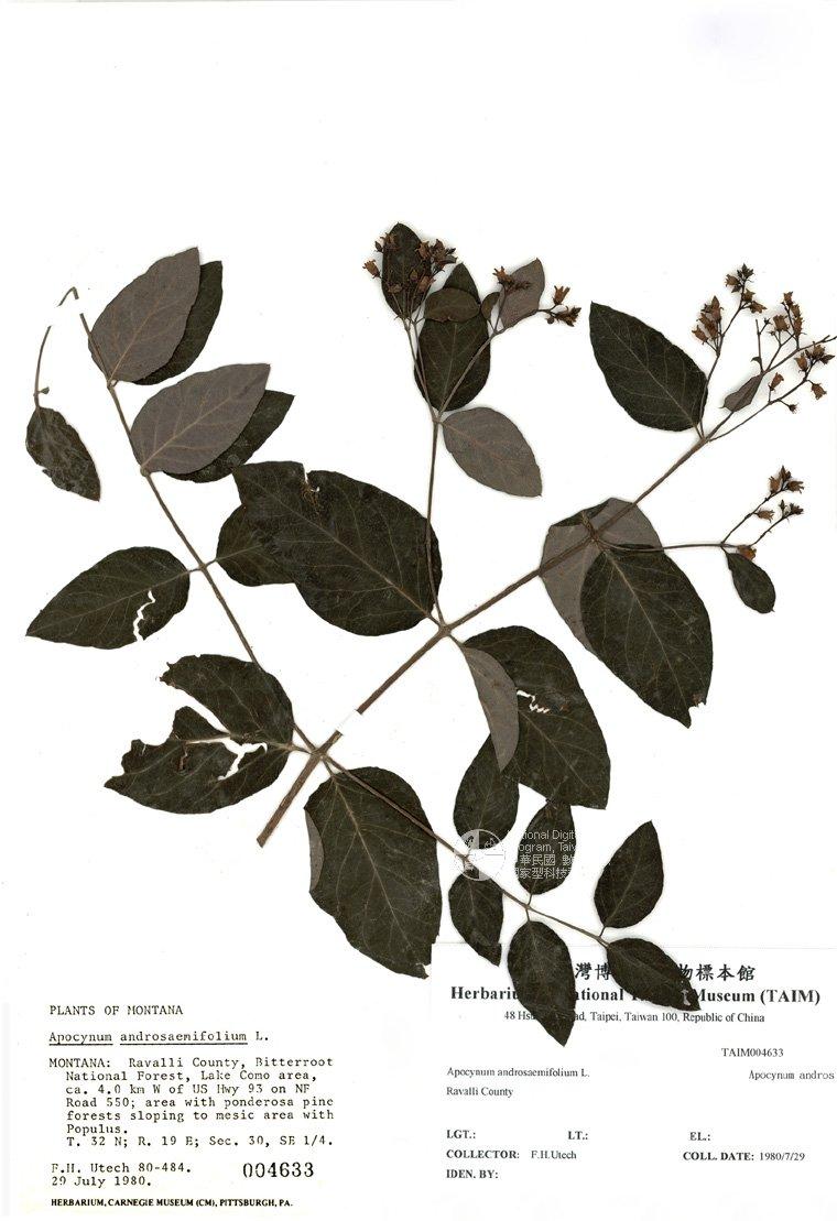 拉丁學名： em Apocynum androsaemifolium L. /em 中文名稱：美國茶葉花