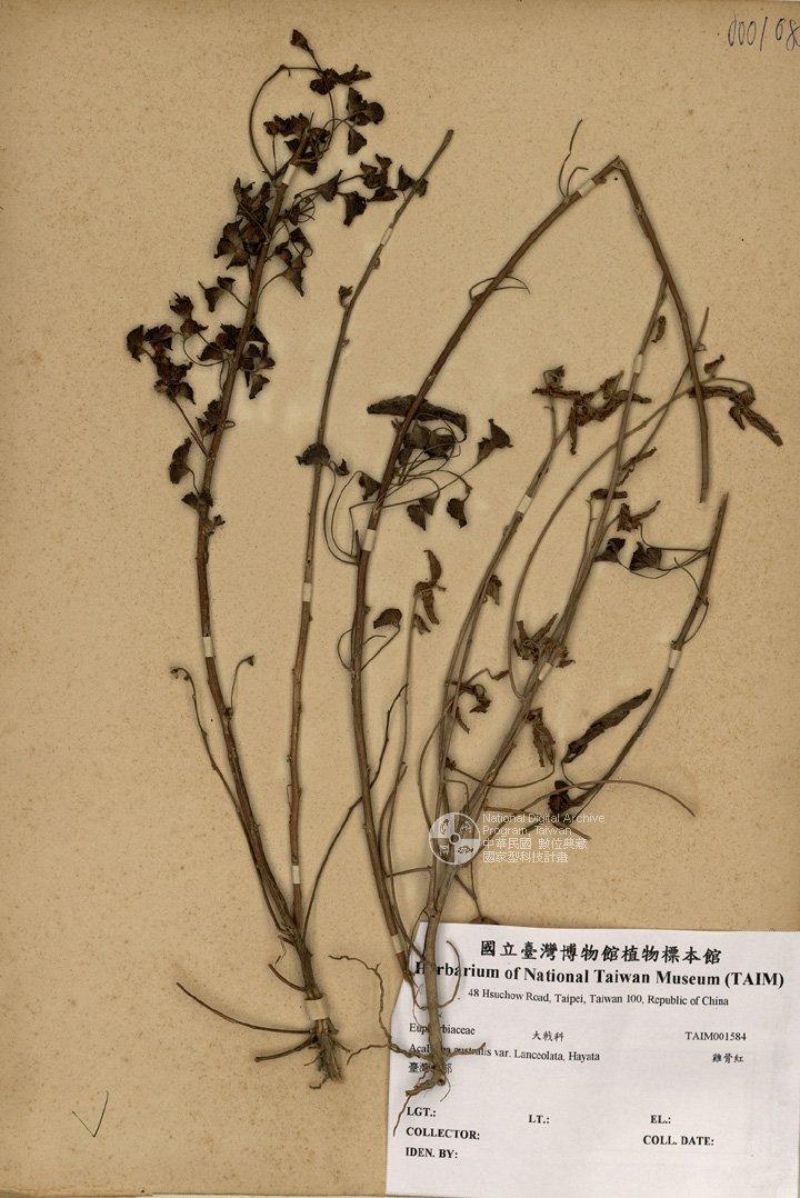 拉丁學名： em Acalypha australis var. Lanceolata  Hayata /em 中文名稱：雞骨紅