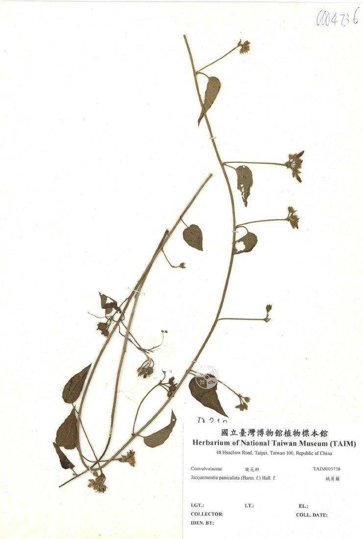 拉丁學名： em Jacquemontia paniculata (Burm. f.) Hall. f. /em 中文名稱：娥房藤